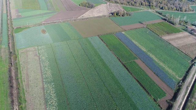 Samsun, Türkiye’nin sebze ve meyve ambarı