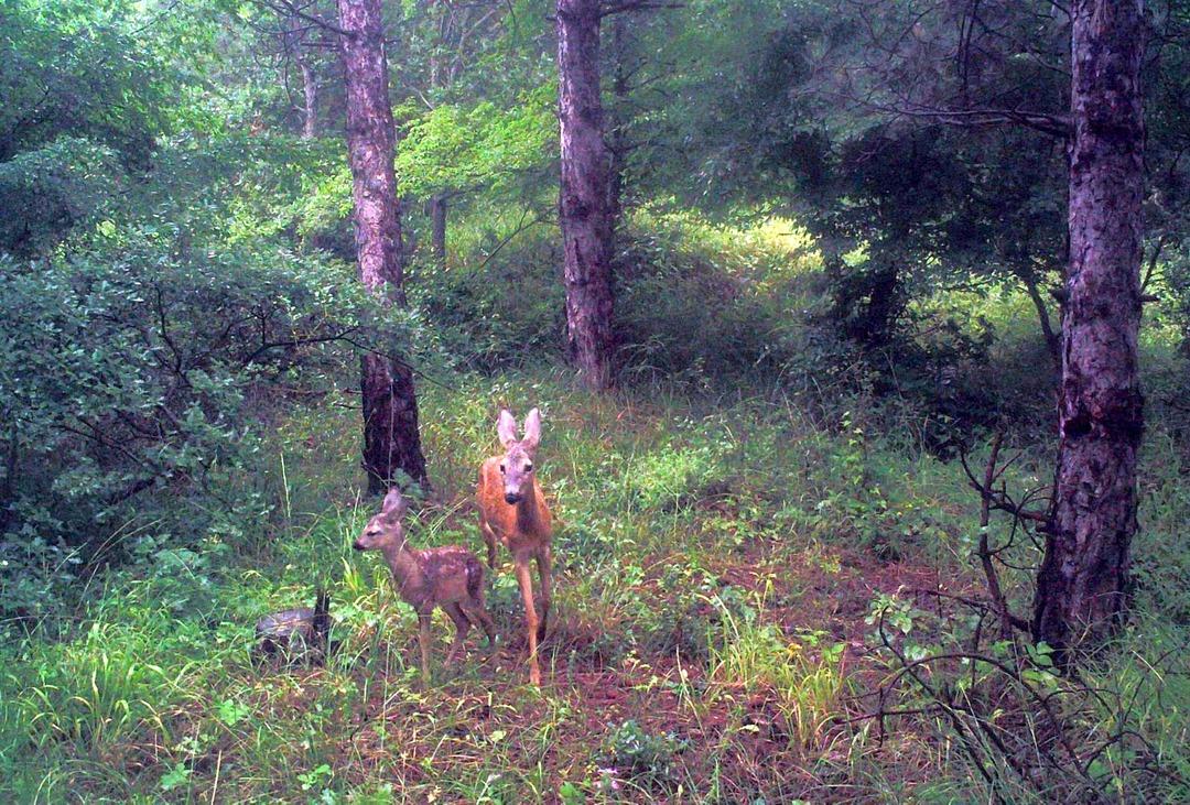 Yaban hayatı foto kapana takıldı!