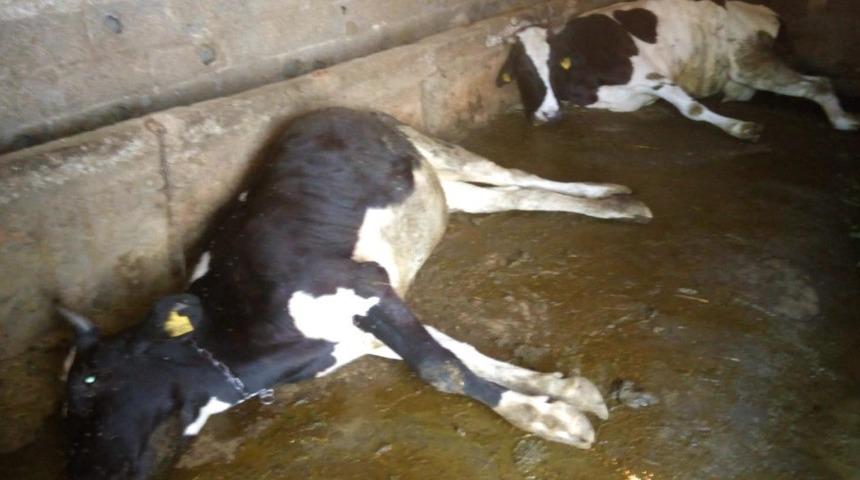 Ge&ccedil;im kaynağı olan inekleri telef oldu