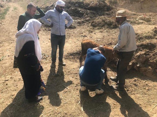 Büyükbaş hayvanlarda hastalık taraması