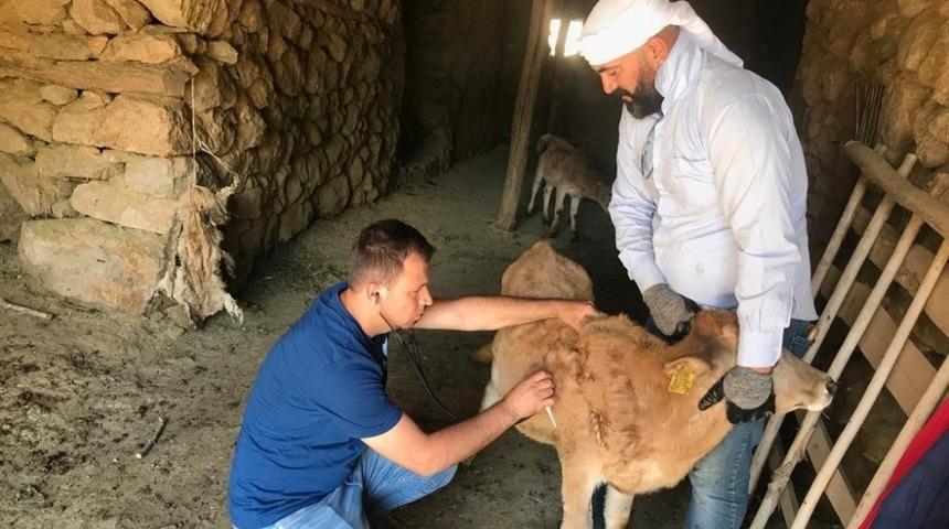 Büyükbaş hayvanlarda hastalık taraması