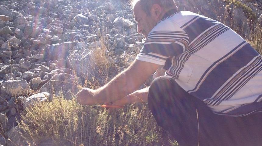 Akdağ’da doğal ortamda yetişen kekikler geçim kaynağı oluyor