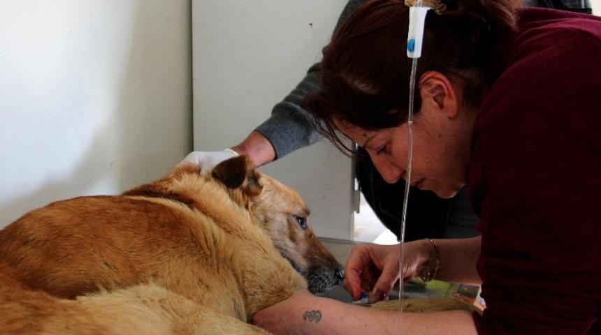 &Ccedil;ankaya Belediyesi 40 bin sokak hayvanını tedavi etti