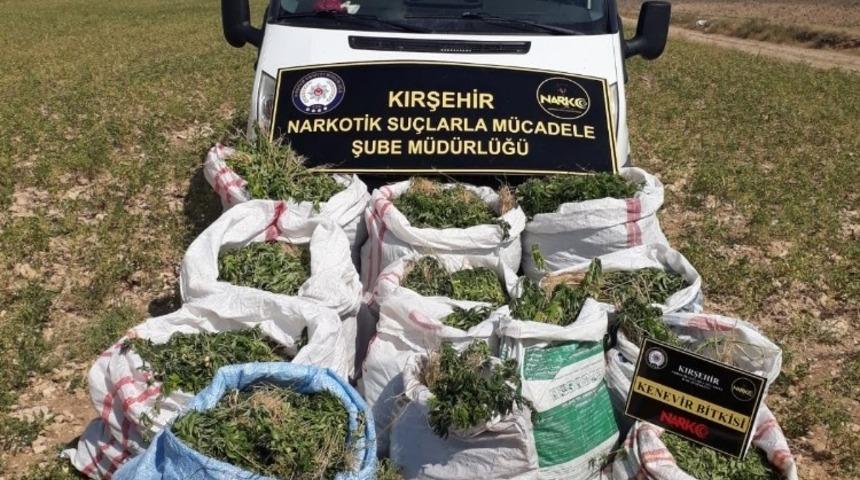 Nohut tarlasında &rsquo;Hint Keneviri&rsquo; operasyonu