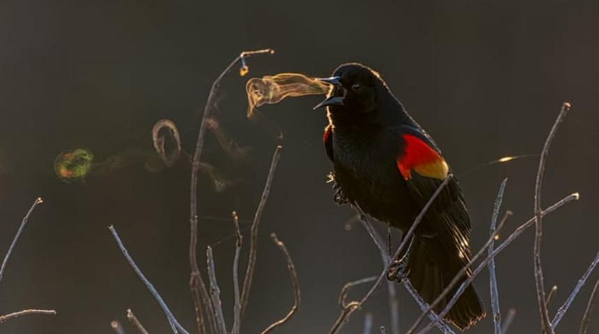 2019 Audubon Fotoğraf Yarışması'nın kazananları belli oldu!