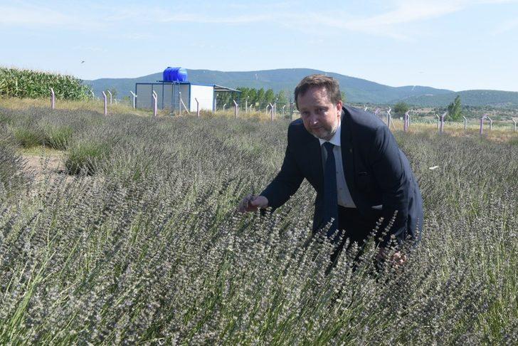 Karesi’yi lavanta kokusu sardı G2