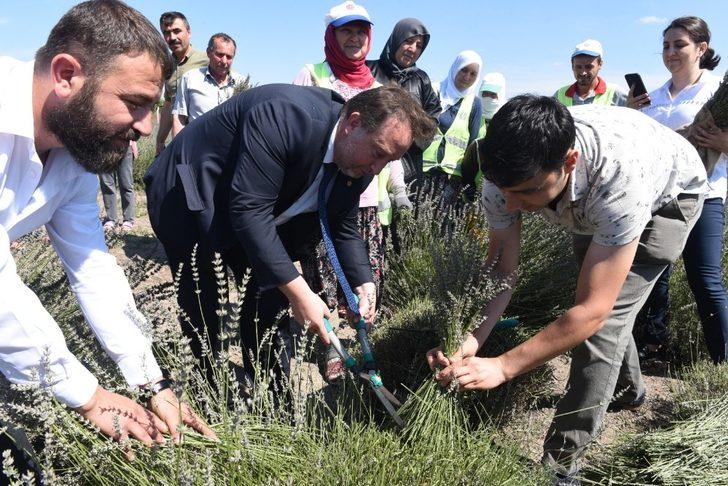 Karesi’yi lavanta kokusu sardı G3