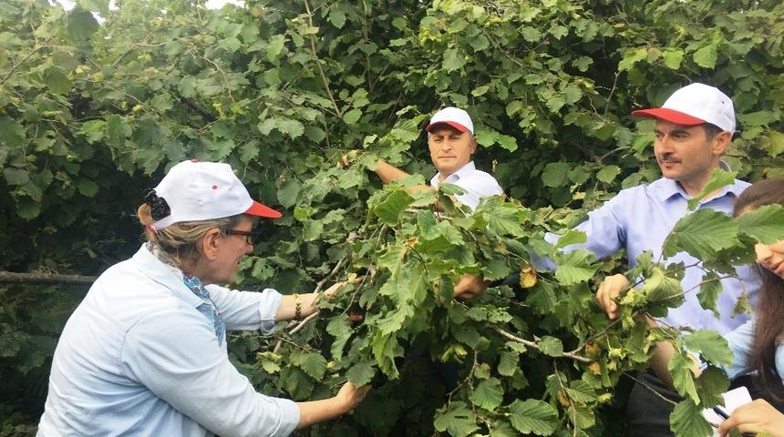 Samsun&rsquo;da 2019 yılı fındık rekolte tahmini &ccedil;alışmaları tamamlandı