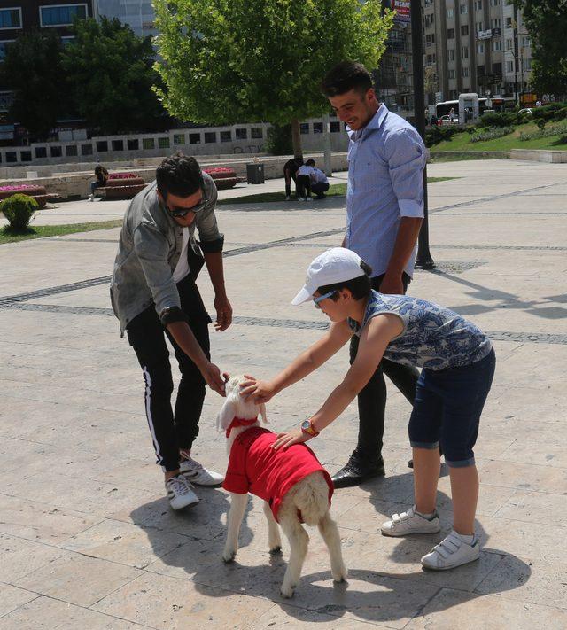 Kuzeninin hediye ettiği kuzuyu yanından ayırmıyor