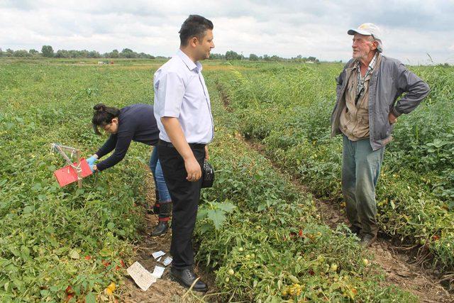 Manyas ta domates zararlılarına karşı  feromon tuzakları  yerleştirildi 1