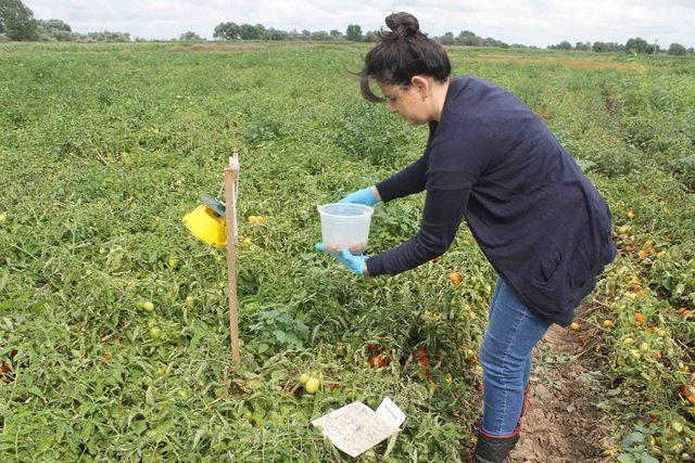 Manyas ta domates zararlılarına karşı  feromon tuzakları  yerleştirildi 3