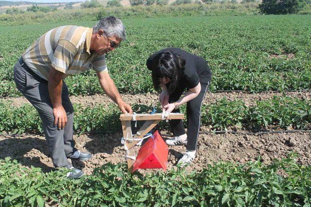 Manyas ta domates zararlılarına karşı  feromon tuzakları  yerleştirildi 4