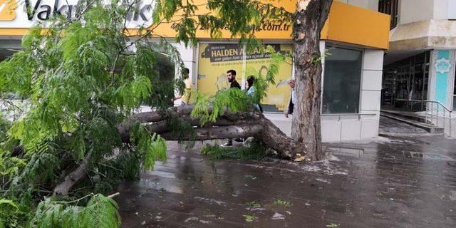 Rüzgardan kırılan ağaç dalı yürüyenlerin üzerine devrildi: 2 yaralı 