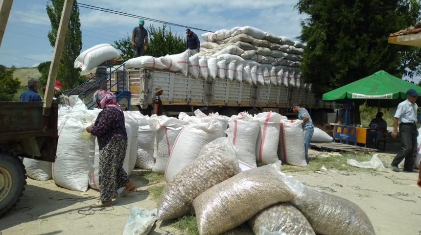 Selendi&rsquo;de haşhaş kaps&uuml;l&uuml; alımları başladı
