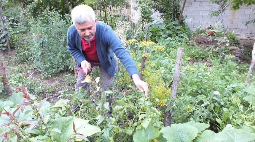 Büyük şaşkınlık yaşadılar! Patates ektiler, domates çıktı