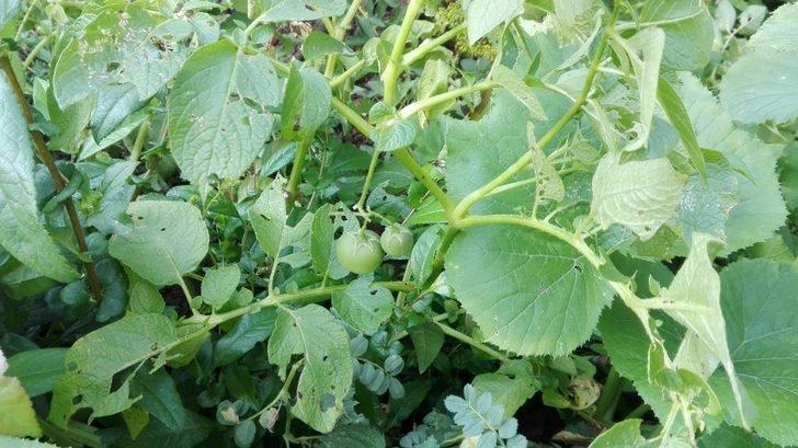 Patates ektiler domates çıktı G2