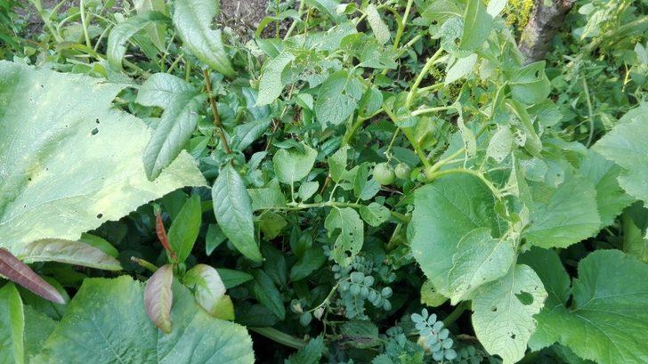 Patates ektiler domates çıktı G3