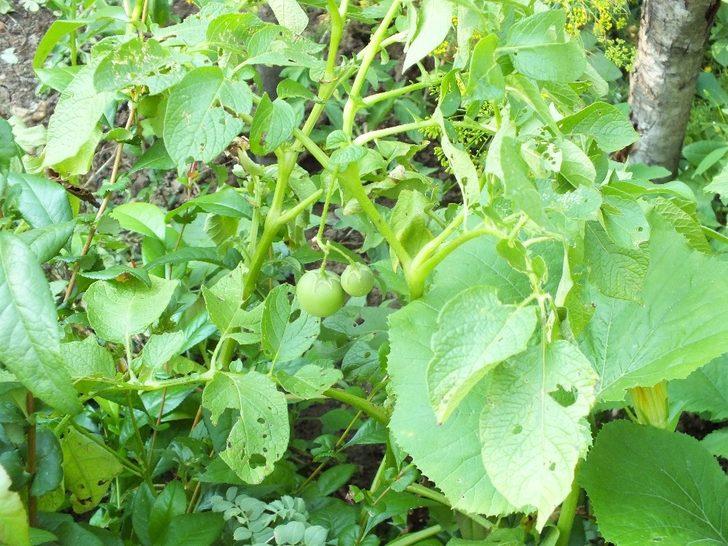Patates ektiler domates çıktı G5