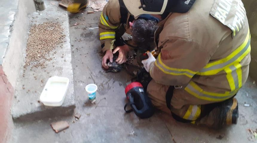 Yangında dumandan etkilenen kedi kalp masajıyla hayata d&ouml;nd&uuml;r&uuml;ld&uuml;