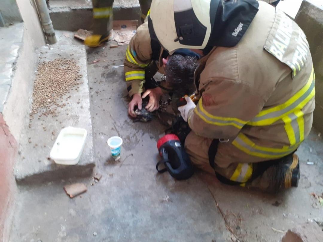 Suni teneff&uuml;s kediyi hayata d&ouml;nd&uuml;rd&uuml;