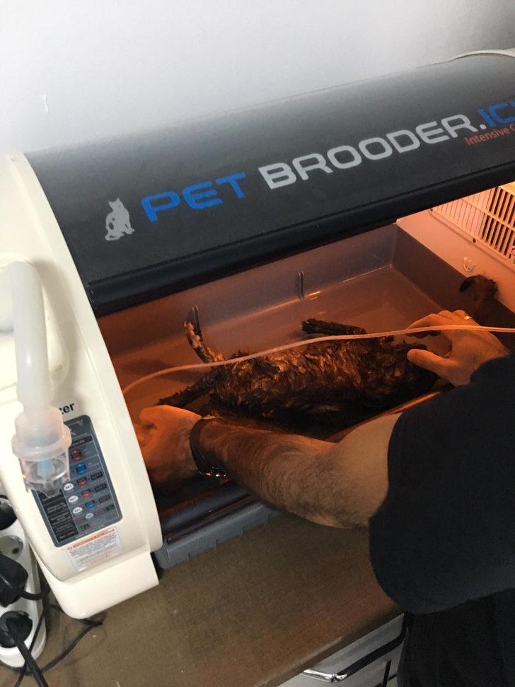 Dumandan etkilenen kedi kalp masajıyla hayata döndürüldü G5