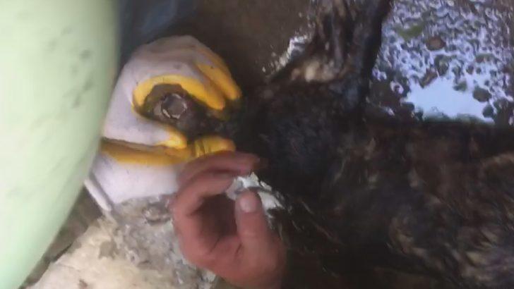 Dumandan etkilenen kedi kalp masajıyla hayata döndürüldü G1