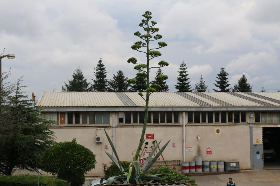 D&uuml;nya mirası listesindeki &lsquo;Y&uuml;zyılın bitkisi&rsquo; sanayinin ortasında &ccedil;i&ccedil;ek a&ccedil;tı