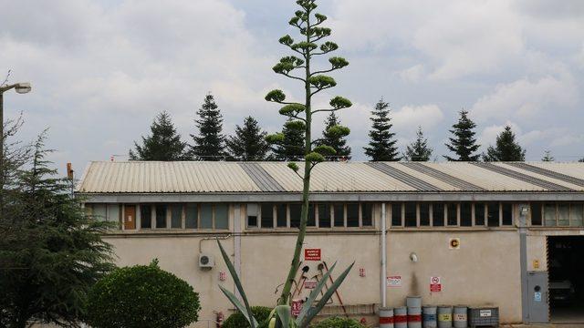 Dünya mirası listesindeki ‘Yüzyılın bitkisi’ sanayinin ortasında çiçek açtı