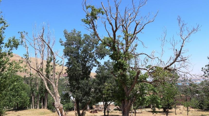 (&Ouml;zel) Gevaş&rsquo;ın g&uuml;neyi &ccedil;&ouml;le d&ouml;nd&uuml;