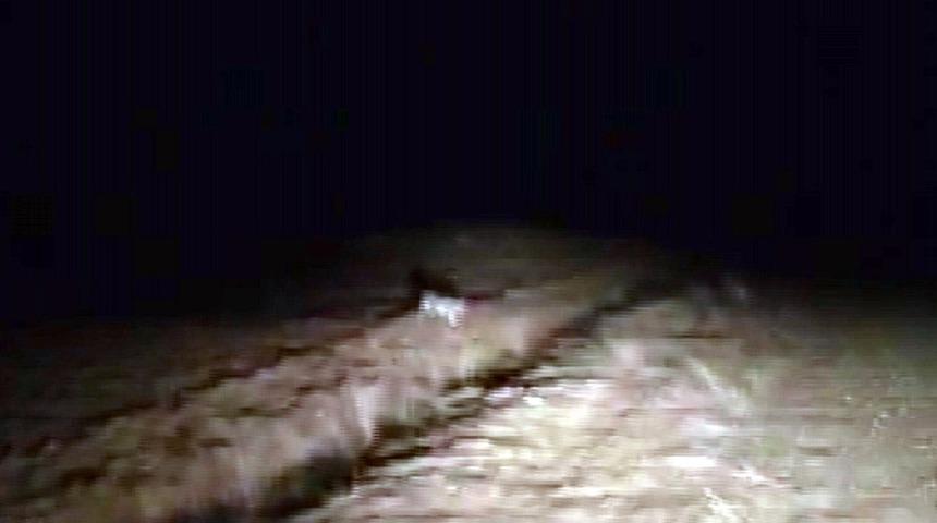 Sivas&rsquo;ta vaşak g&ouml;r&uuml;nt&uuml;lendi