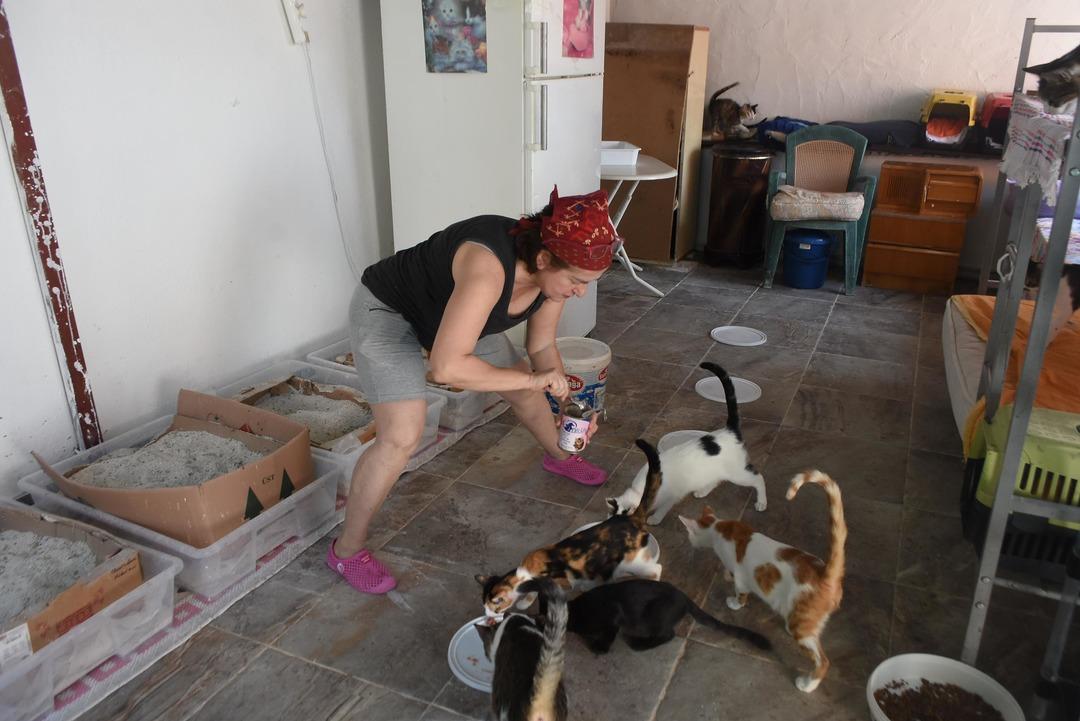 80 kedi ile aynı evde yaşıyor!