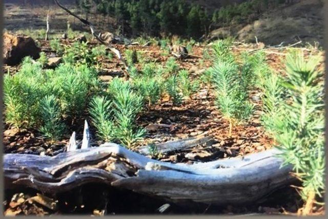 Kütahya Orman Bölge Müdürlüğü’nden ağaçlandırma çalışmaları