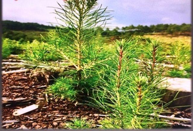 Kütahya Orman Bölge Müdürlüğü’nden ağaçlandırma çalışmaları