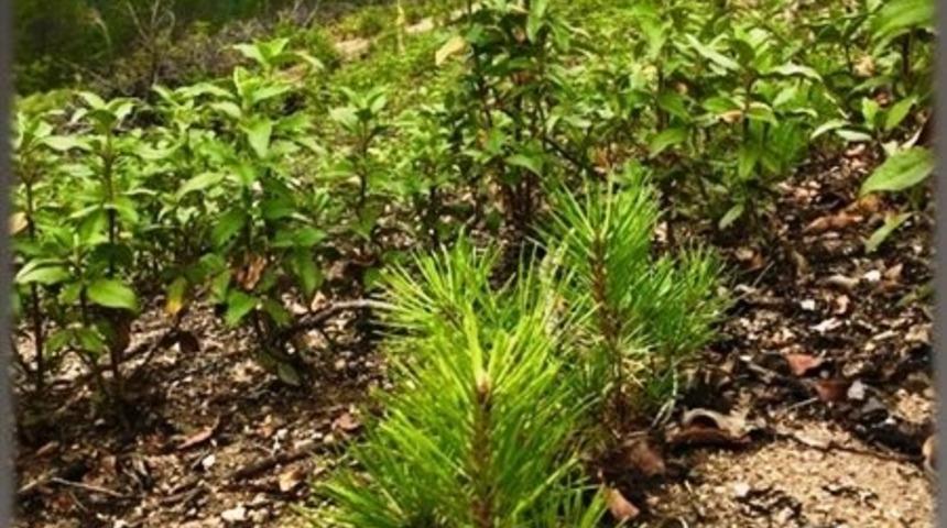 K&uuml;tahya Orman B&ouml;lge M&uuml;d&uuml;rl&uuml;ğ&uuml;&rsquo;nden ağa&ccedil;landırma &ccedil;alışmaları