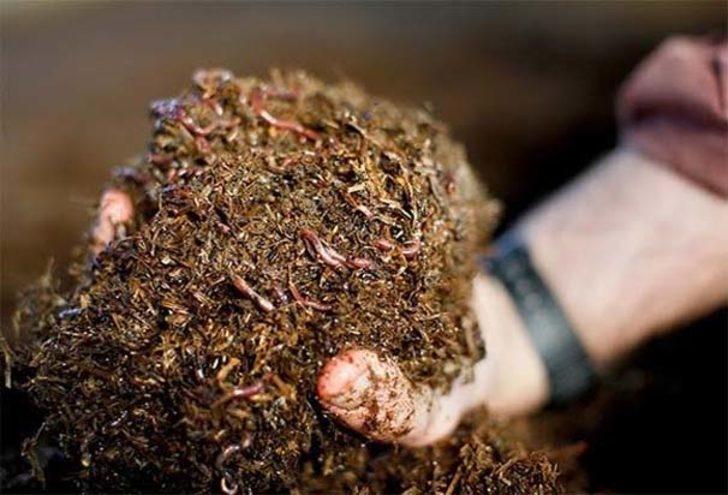 Sağlık memuru 30 milyon solucanı ile gübre üretiyor G4