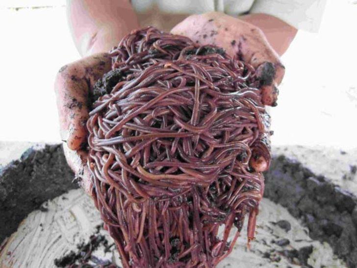 Sağlık memuru 30 milyon solucanı ile gübre üretiyor G5