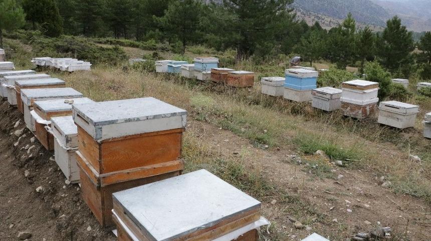 Kahramanmaraş&rsquo;a 11. bal ormanı