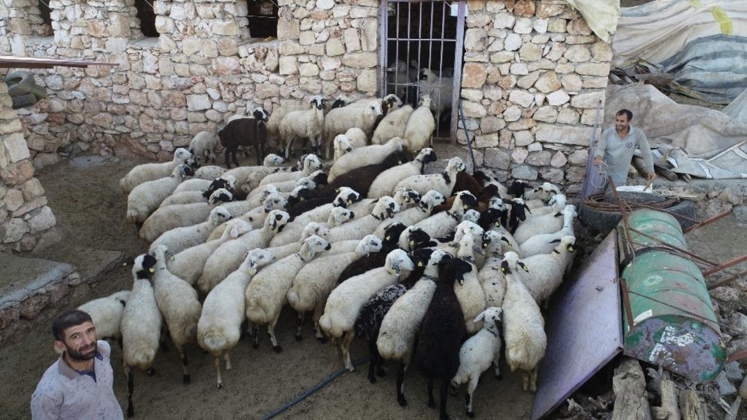 Diyarbakırlı besiciler kurbanlık hazırlıklarına devam ediyor