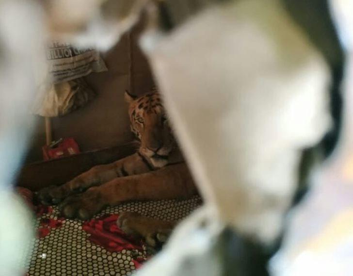 Selden kaçan kaplan eve sığındı G2