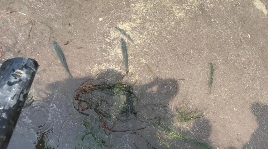 TUAM&rsquo;da Caner balığı yetiştiriciliği