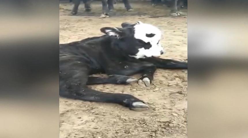 Üç gözü, iki ağzı var! Görenler şaşırıyor