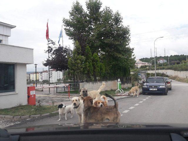 Bilecik’te başıboş köpekler tehlike saçıyor