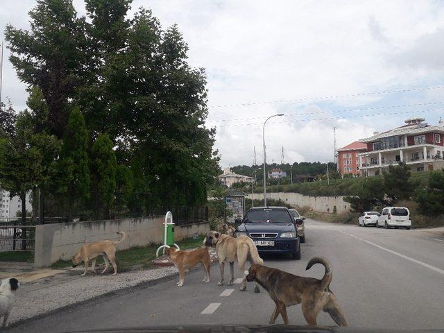 Bilecik’te başıboş köpekler tehlike saçıyor