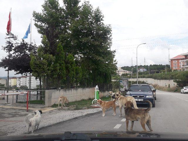 Bilecik’te başıboş köpekler tehlike saçıyor