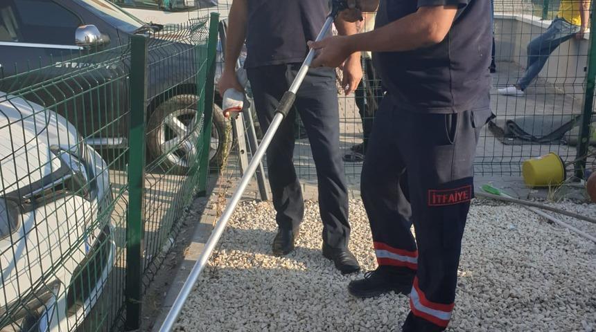 Yılan sanılan oluklu kertenkele doğaya salındı