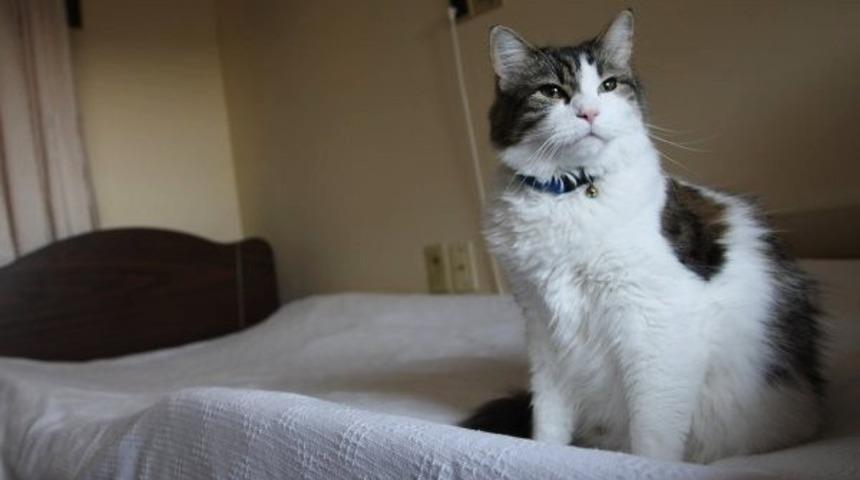 &Ouml;l&uuml;m&uuml; Hissedip &Ouml;leceklerin Kapısına Giden Kedi Oscar!