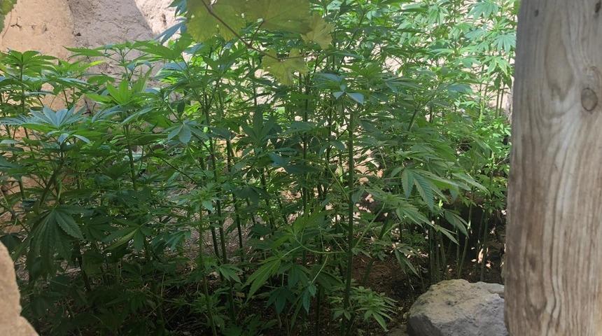 Evinde hint keneviri yetiştiren şahıs g&ouml;zaltına alındı