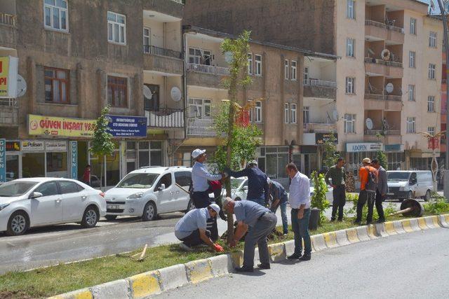 Hakkari Belediyesi kuruyan ağaçların yerine yenilerini dikti