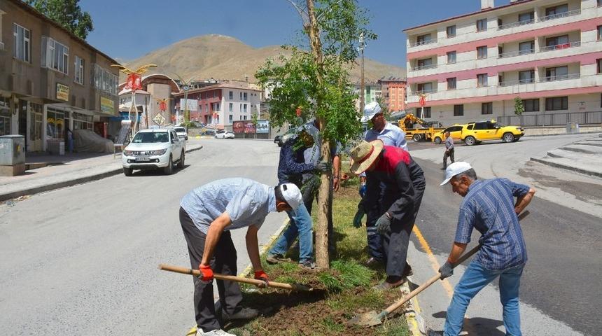 Hakkari Belediyesi kuruyan ağa&ccedil;ların yerine yenilerini dikti