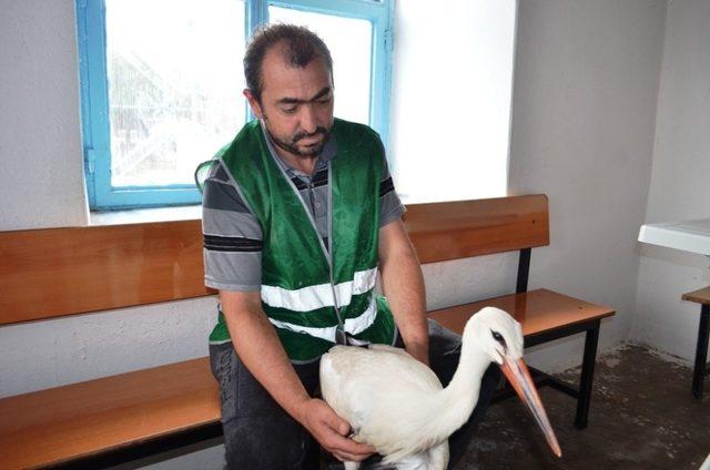 Yuvasından düşen leylek Bünyan Belediyesi’ne emanet